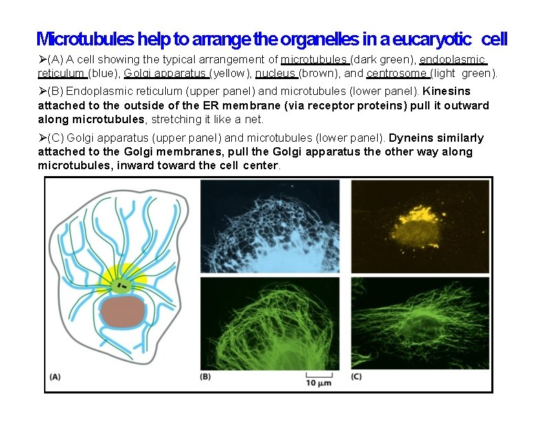 Microtubules help to arrange the organelles in a eucaryotic cell (A) A cell showing