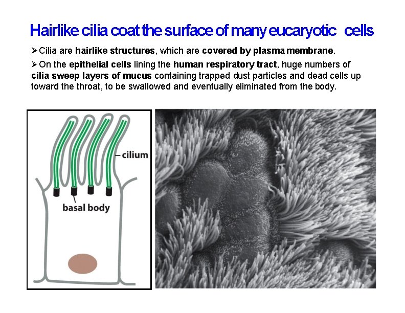 Hairlike cilia coat the surface of many eucaryotic cells Cilia are hairlike structures, which