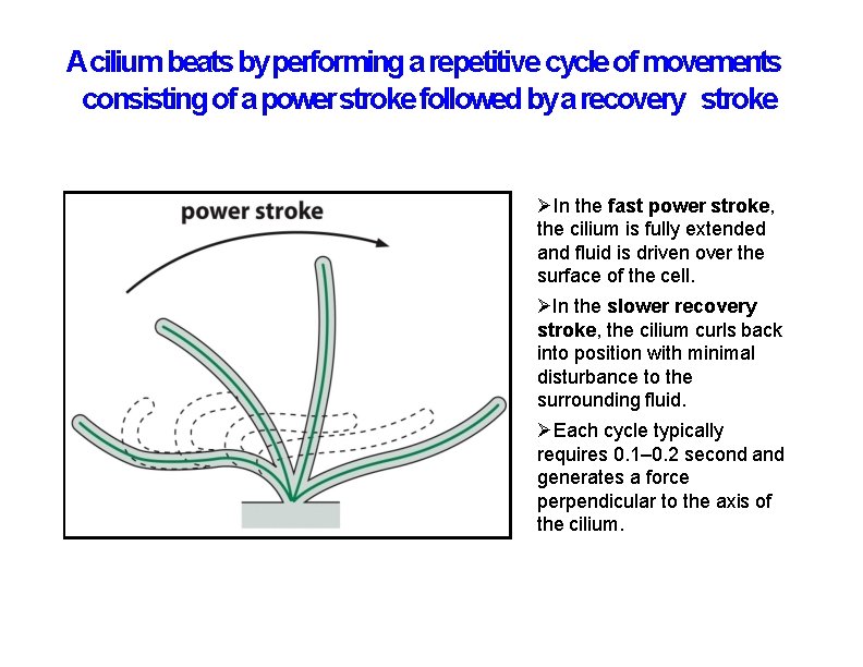 Acilium beats by performing a repetitive cycle of movements consisting of a power stroke