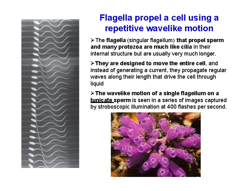 Flagella propel a cell using a repetitive wavelike motion The flagella (singular flagellum) that