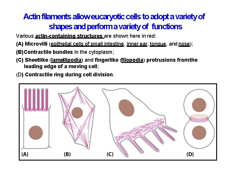 Actin filaments allow eucaryotic cells to adopt a variety of shapes and perform a