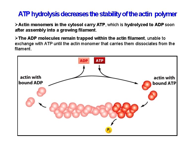 ATP hydrolysis decreases the stability of the actin polymer Actin monomers in the cytosol