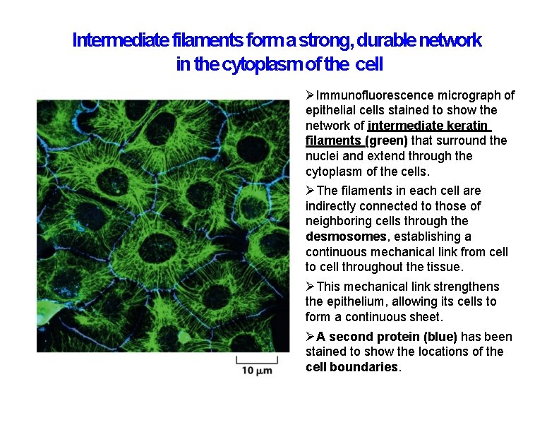 Intermediate filaments form a strong, durable network in the cytoplasm of the cell Immunofluorescence