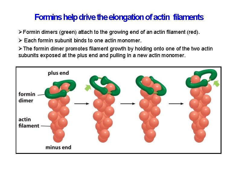 Formins help drive the elongation of actin filaments Formin dimers (green) attach to the