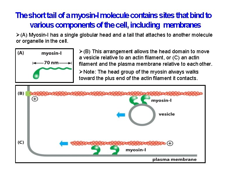 The short tail of a myosin-I molecule contains sites that bind to various components