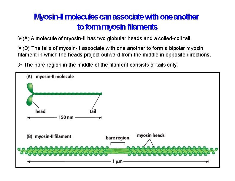 Myosin-II molecules can associate with one another to form myosin filaments (A) A molecule