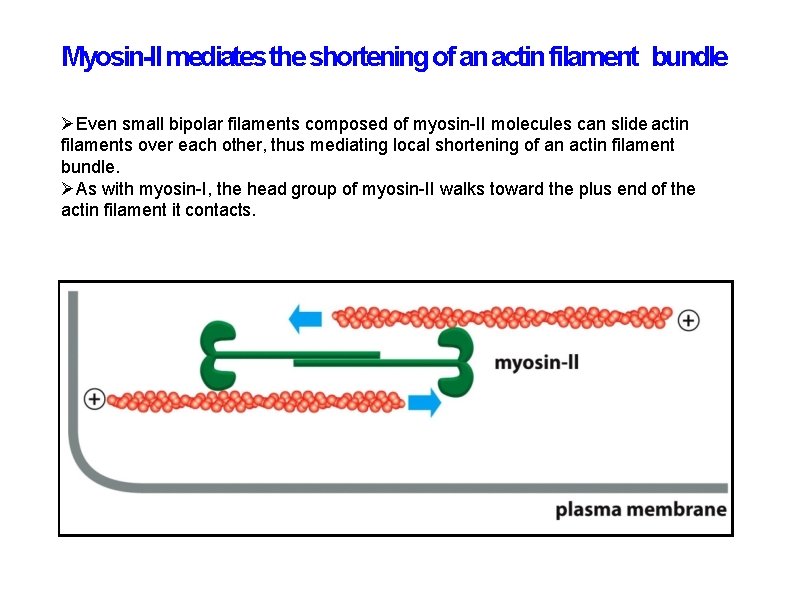 Myosin-II mediates the shortening of an actin filament bundle Even small bipolar filaments composed