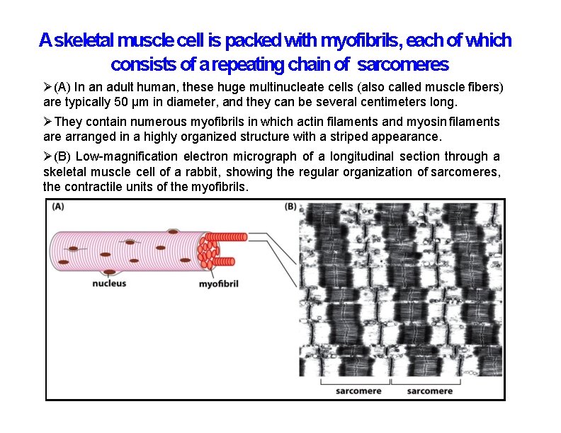 Askeletal muscle cell is packed with myofibrils, each of which consists of a repeating