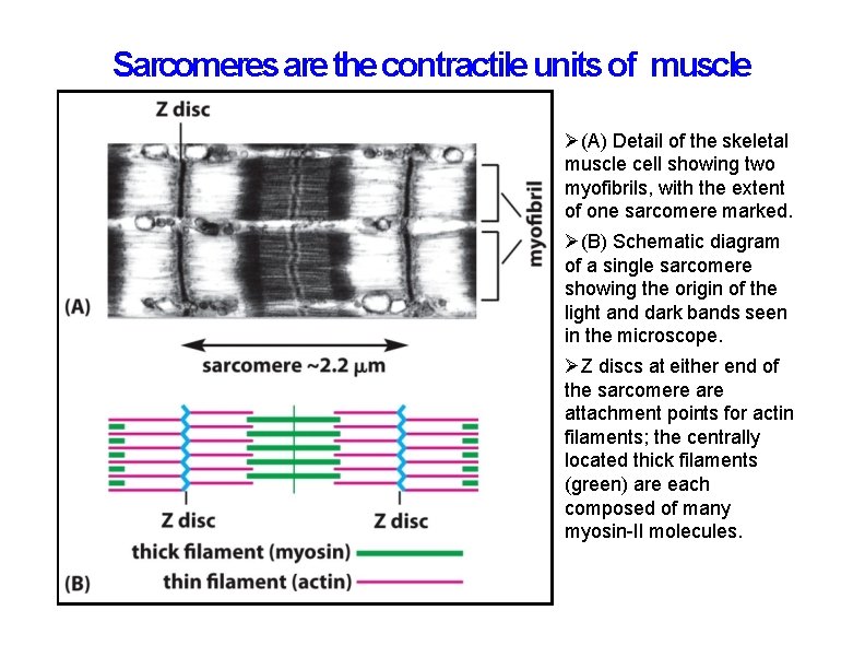 Sarcomeres are the contractile units of muscle (A) Detail of the skeletal muscle cell