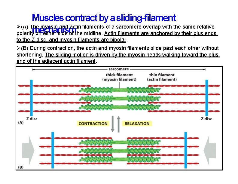 Muscles contract by a sliding-filament (A) The myosin and actin filaments of a sarcomere