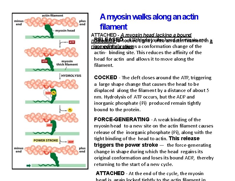 A myosin walks along an actin filament ATTACHED - A myosin head lacking a