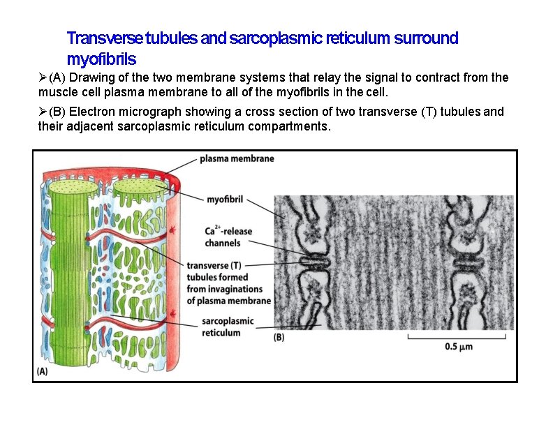 Transverse tubules and sarcoplasmic reticulum surround myofibrils (A) Drawing of the two membrane systems