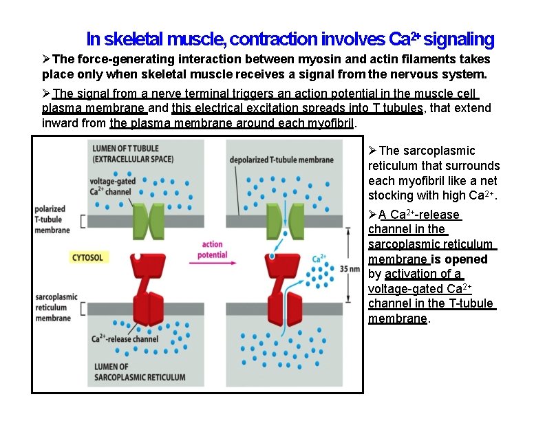 In skeletal muscle, contraction involves Ca 2+ signaling The force-generating interaction between myosin and