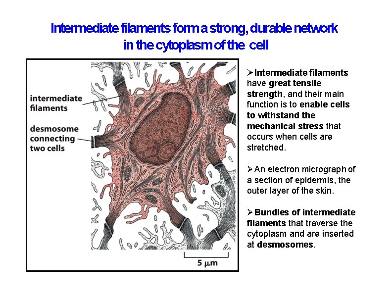 Intermediate filaments form a strong, durable network in the cytoplasm of the cell Intermediate