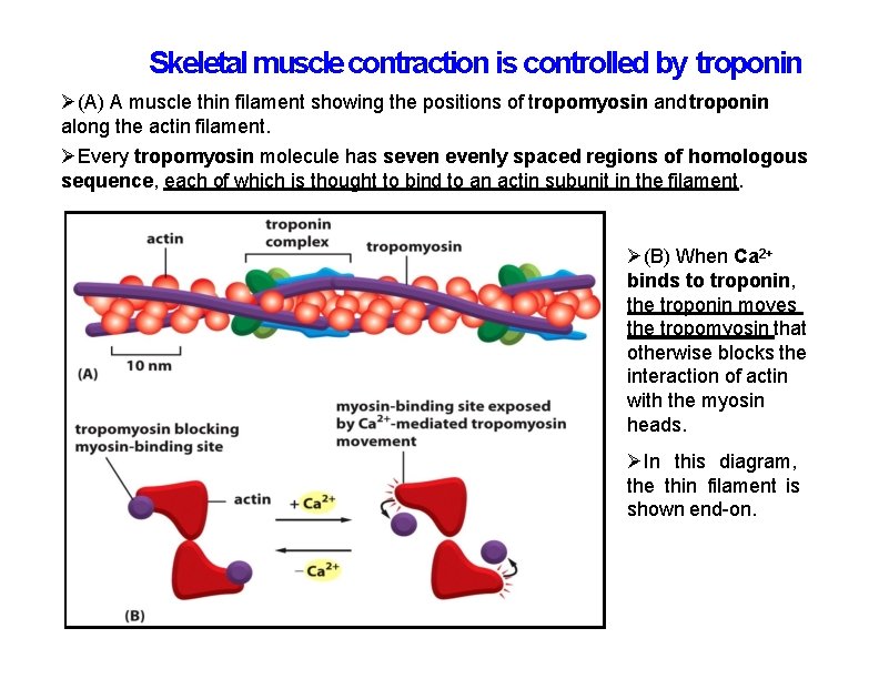 Skeletal muscle contraction is controlled by troponin (A) A muscle thin filament showing the