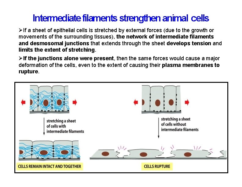 Intermediate filaments strengthen animal cells If a sheet of epithelial cells is stretched by