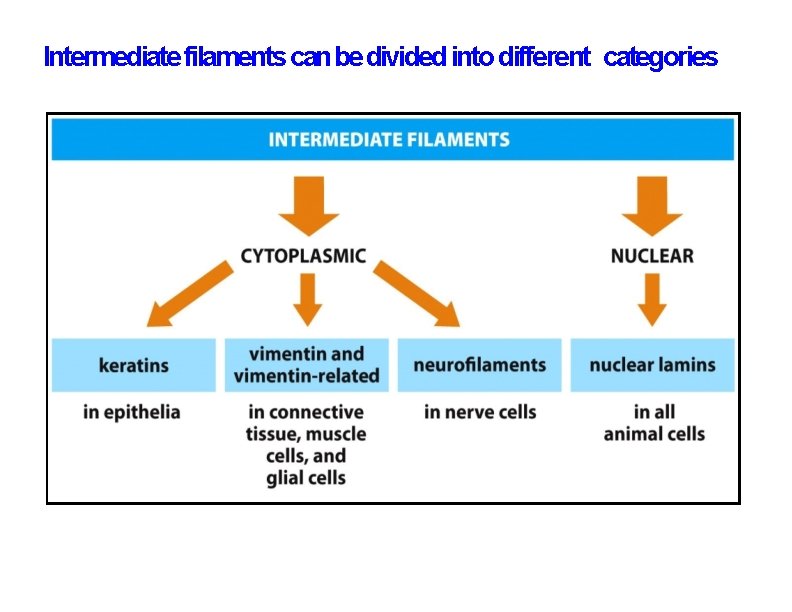 Intermediate filaments can be divided into different categories 