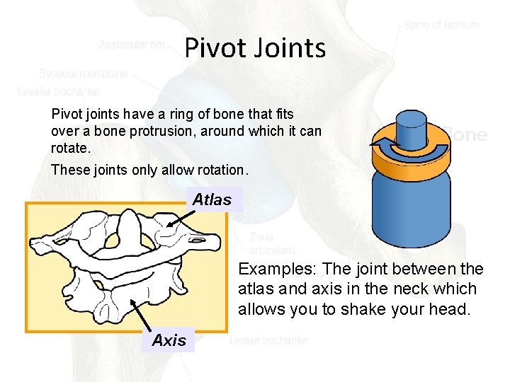 Pivot Joints Pivot joints have a ring of bone that fits over a bone