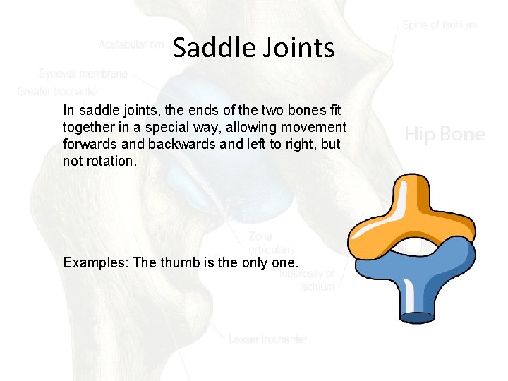 Saddle Joints In saddle joints, the ends of the two bones fit together in