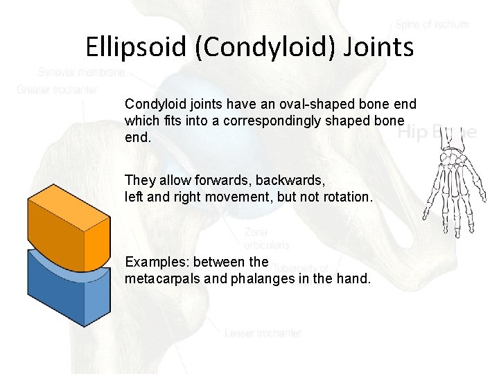 Ellipsoid (Condyloid) Joints Condyloid joints have an oval-shaped bone end which fits into a