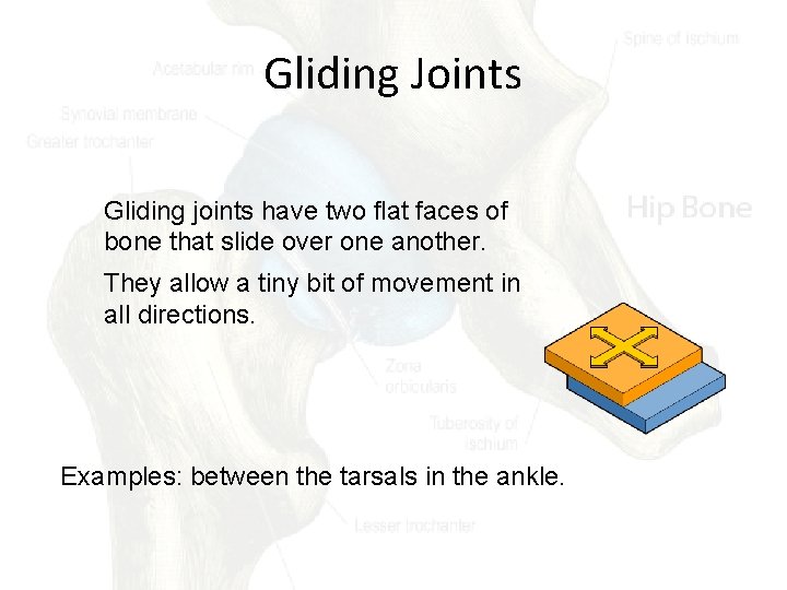 Gliding Joints Gliding joints have two flat faces of bone that slide over one