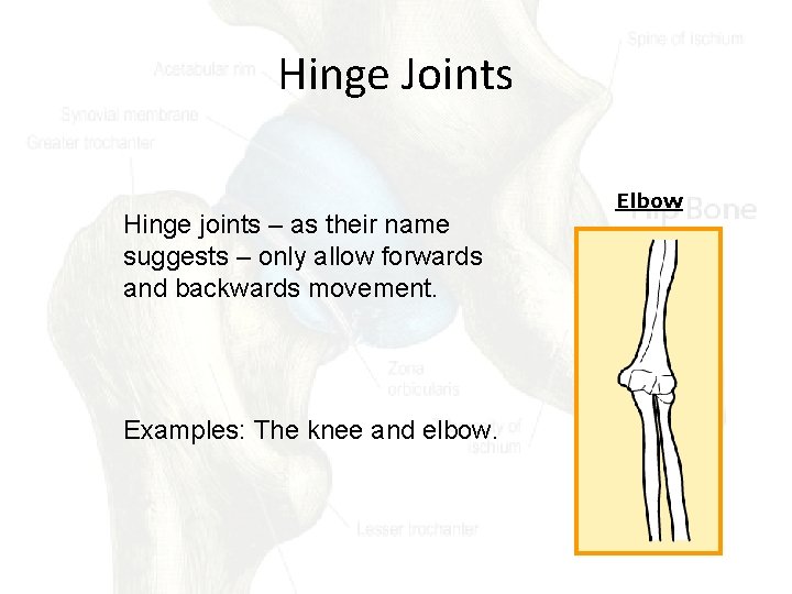 Hinge Joints Hinge joints – as their name suggests – only allow forwards and