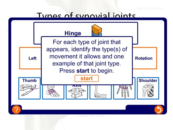Types of synovial joints 