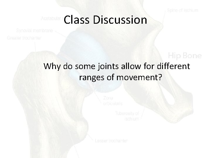 Class Discussion Why do some joints allow for different ranges of movement? 