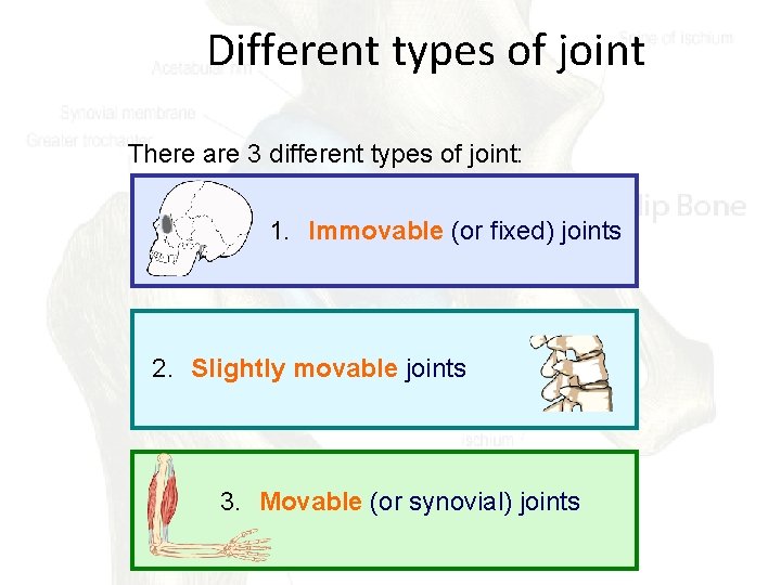 Different types of joint There are 3 different types of joint: 1. Immovable (or