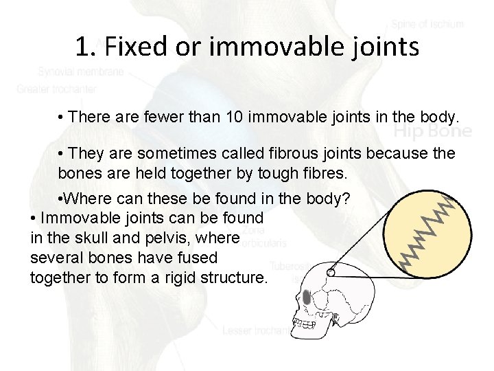 1. Fixed or immovable joints • There are fewer than 10 immovable joints in
