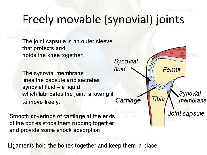 Freely movable (synovial) joints The joint capsule is an outer sleeve that protects and