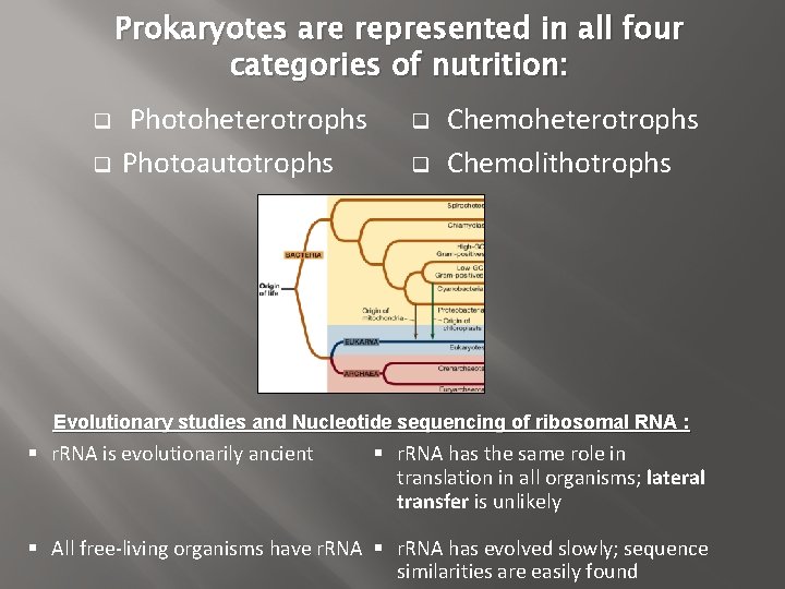 Prokaryotes are represented in all four categories of nutrition: q q Photoheterotrophs Photoautotrophs q