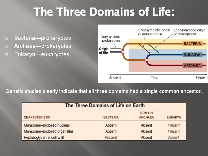 The Three Domains of Life: � � � Bacteria—prokaryotes Archaea—prokaryotes Eukarya—eukaryotes Genetic studies clearly