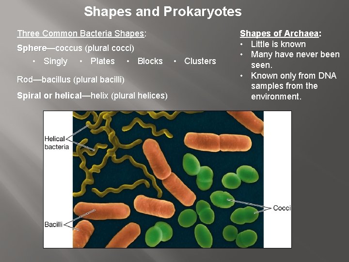 Shapes and Prokaryotes Three Common Bacteria Shapes: Sphere—coccus (plural cocci) Sphere • Singly •