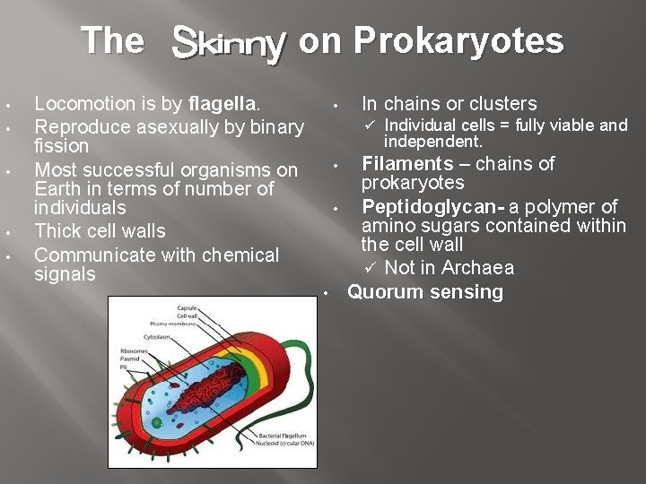 The • • • on Prokaryotes Locomotion is by flagella. Reproduce asexually by binary