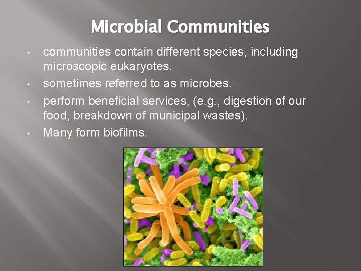 Microbial Communities • • communities contain different species, including microscopic eukaryotes. sometimes referred to