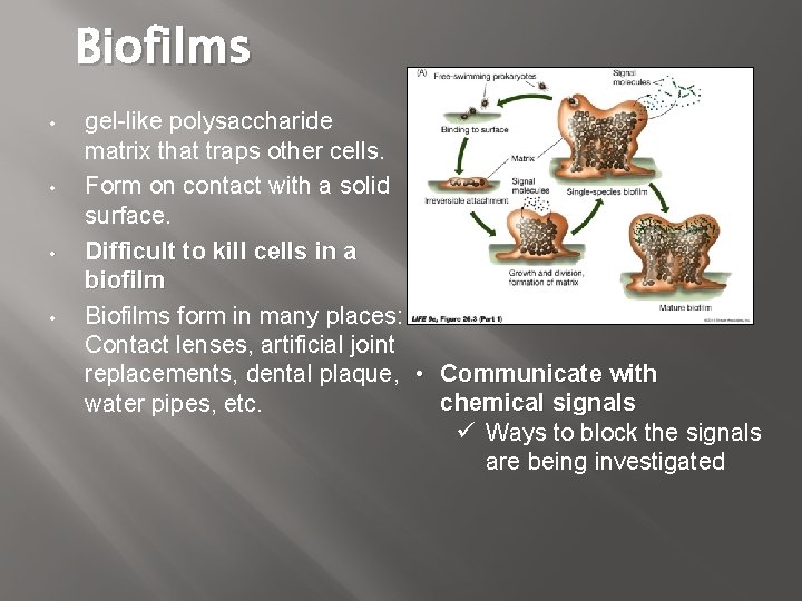 Biofilms • • gel-like polysaccharide matrix that traps other cells. Form on contact with