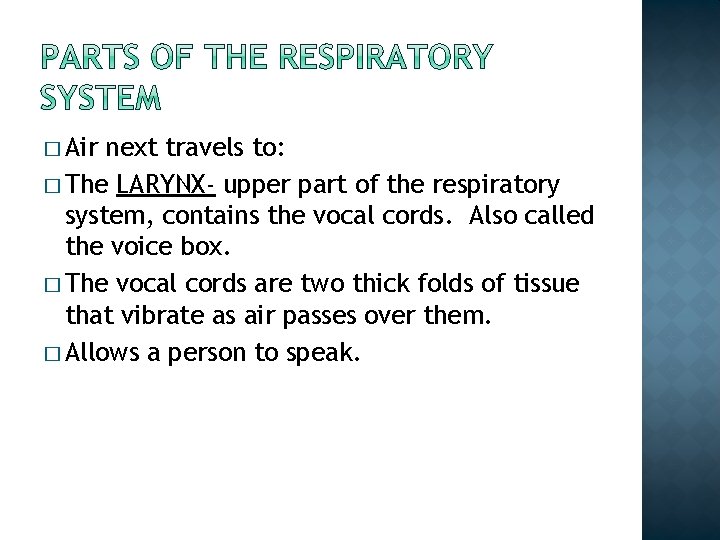 � Air next travels to: � The LARYNX- upper part of the respiratory system,