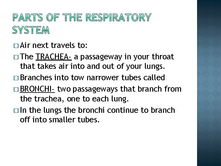 � Air next travels to: � The TRACHEA- a passageway in your throat that