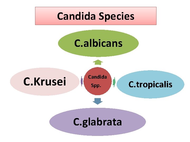 Candida Species C. albicans C. Krusei Candida Spp. C. glabrata C. tropicalis 
