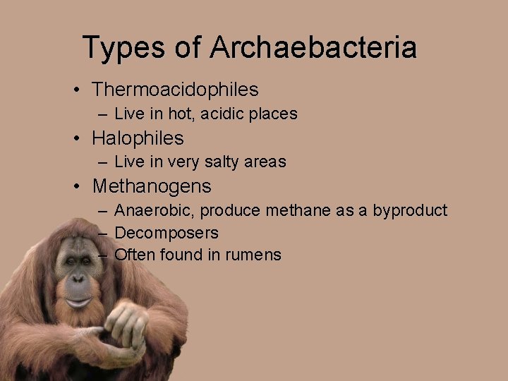 Types of Archaebacteria • Thermoacidophiles – Live in hot, acidic places • Halophiles –