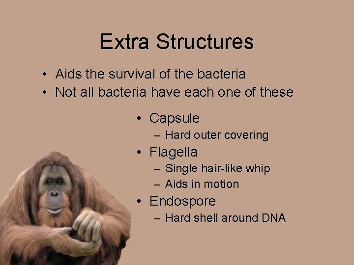 Extra Structures • Aids the survival of the bacteria • Not all bacteria have