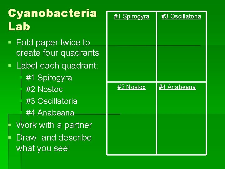 Cyanobacteria Lab #1 Spirogyra #3 Oscillatoria § Fold paper twice to create four quadrants
