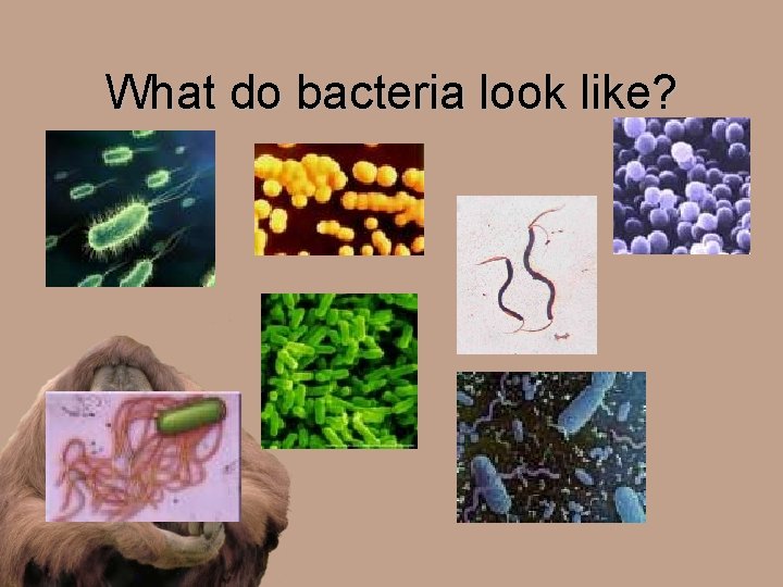 What do bacteria look like? 