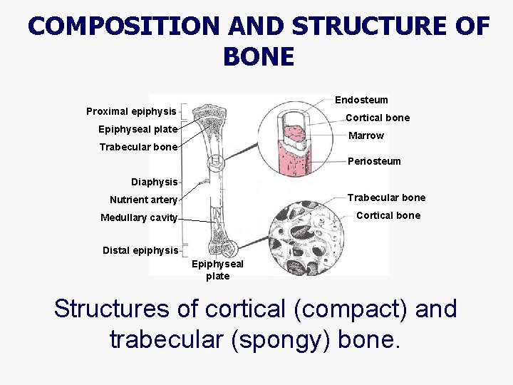 COMPOSITION AND STRUCTURE OF BONE Endosteum Proximal epiphysis Cortical bone Epiphyseal plate Marrow Trabecular