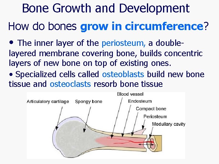 Bone Growth and Development How do bones grow in circumference? • The inner layer