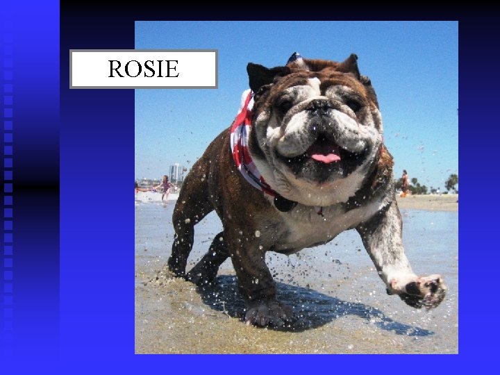 ROSIE 