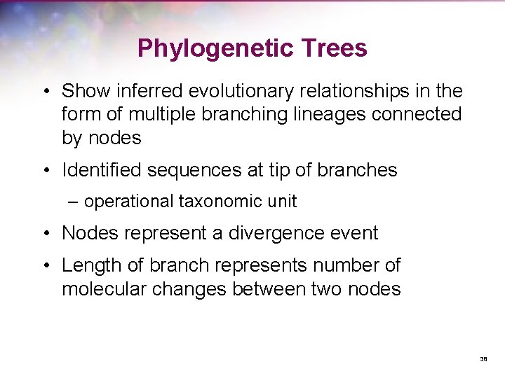 Phylogenetic Trees • Show inferred evolutionary relationships in the form of multiple branching lineages