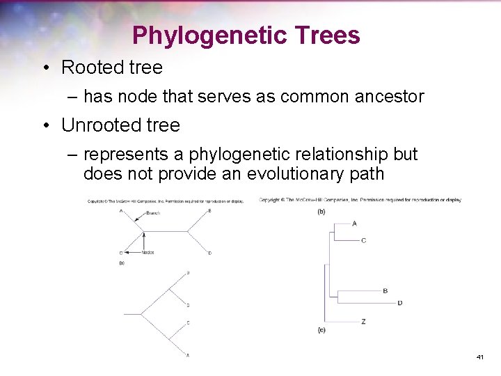 Phylogenetic Trees • Rooted tree – has node that serves as common ancestor •