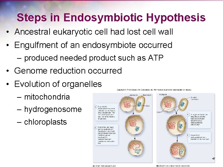 Steps in Endosymbiotic Hypothesis • Ancestral eukaryotic cell had lost cell wall • Engulfment